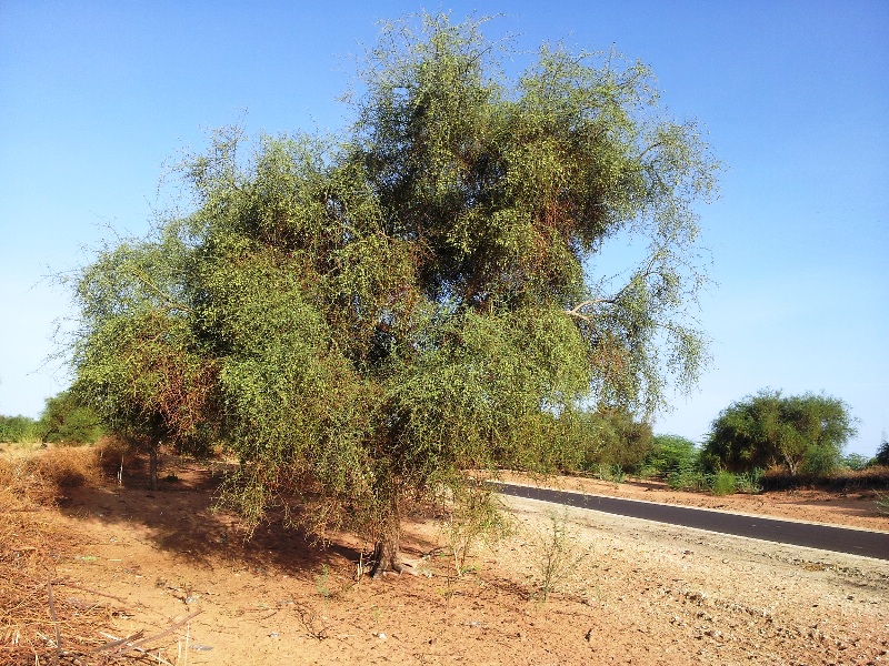 شجرة الهجليج والتي تستخدم نواة ثمرتها (توگه) في استخراج الزيوت، وتستغل بقاياها في تصنيع الأعلاف