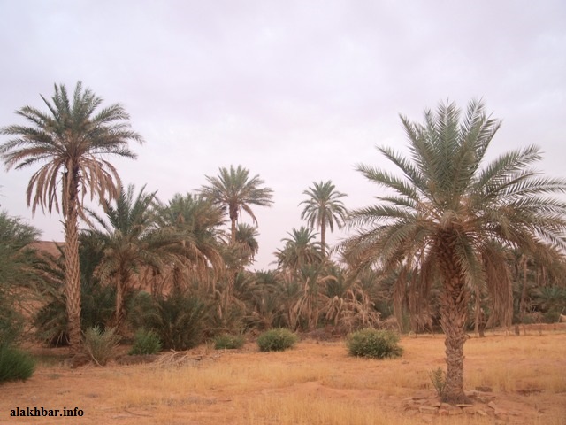 نخيل في وادي الرشيد بولاية تكانت وسط موريتانيا ـ (الأخبار)