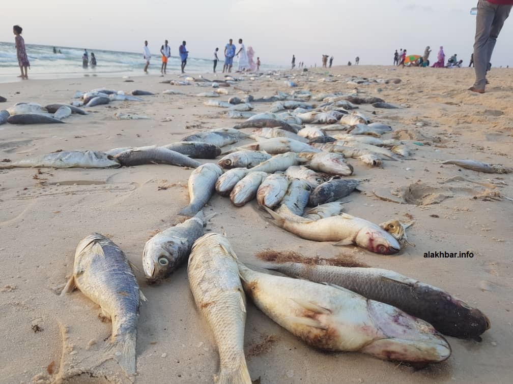 أعداد الأسماك التي قذفها البحر على شاطئه قبالة نواكشوط 