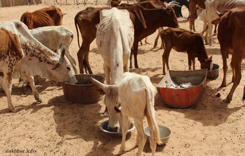 تقدر الثروة الحيوانية في موريتانيا بـ24 مليون رأس من الماشية وتشهد البلاد موجة جفاف (الأخبار) 