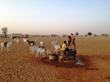 أطفال يستخرجون المياه من إحدى الآبار لسقاية ماعز أسرهم في مدينة اعوينات الزبل شرقي موريتانيا (الأخبار - أرشيف)