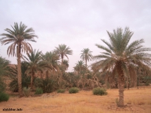 نخيل في وادي الرشيد بولاية تكانت وسط موريتانيا ـ (الأخبار)