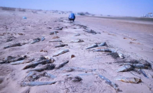 جانب من نفوق سمك البوري قبالة شاطئ خليج النجمة/  الأخبار